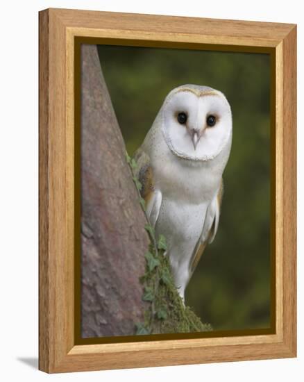 Female Barn Owl, Tyto Alba, World Owl Trust, Muncaster Castle, Ravenglass, Cumbria, UK, Captive-Ann & Steve Toon-Framed Premier Image Canvas