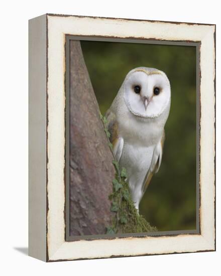 Female Barn Owl, Tyto Alba, World Owl Trust, Muncaster Castle, Ravenglass, Cumbria, UK, Captive-Ann & Steve Toon-Framed Premier Image Canvas