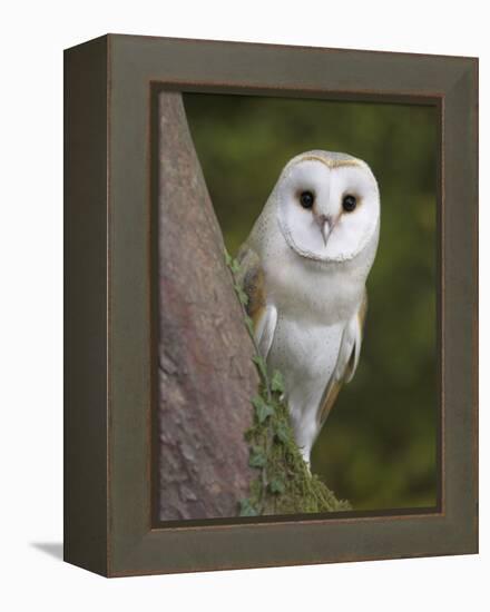 Female Barn Owl, Tyto Alba, World Owl Trust, Muncaster Castle, Ravenglass, Cumbria, UK, Captive-Ann & Steve Toon-Framed Premier Image Canvas