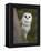 Female Barn Owl, Tyto Alba, World Owl Trust, Muncaster Castle, Ravenglass, Cumbria, UK, Captive-Ann & Steve Toon-Framed Premier Image Canvas