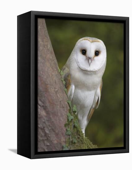 Female Barn Owl, Tyto Alba, World Owl Trust, Muncaster Castle, Ravenglass, Cumbria, UK, Captive-Ann & Steve Toon-Framed Premier Image Canvas