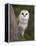 Female Barn Owl, Tyto Alba, World Owl Trust, Muncaster Castle, Ravenglass, Cumbria, UK, Captive-Ann & Steve Toon-Framed Premier Image Canvas