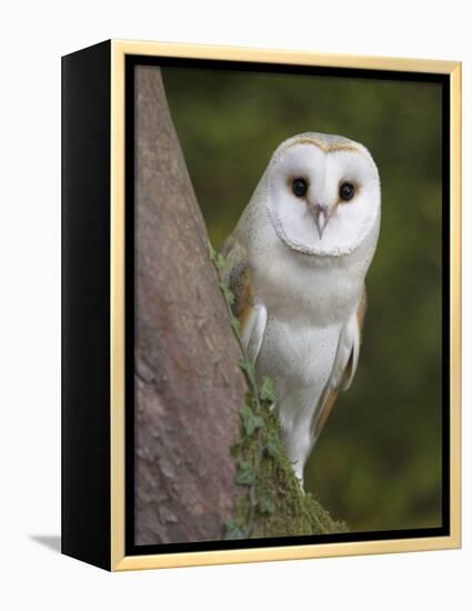 Female Barn Owl, Tyto Alba, World Owl Trust, Muncaster Castle, Ravenglass, Cumbria, UK, Captive-Ann & Steve Toon-Framed Premier Image Canvas