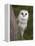 Female Barn Owl, Tyto Alba, World Owl Trust, Muncaster Castle, Ravenglass, Cumbria, UK, Captive-Ann & Steve Toon-Framed Premier Image Canvas