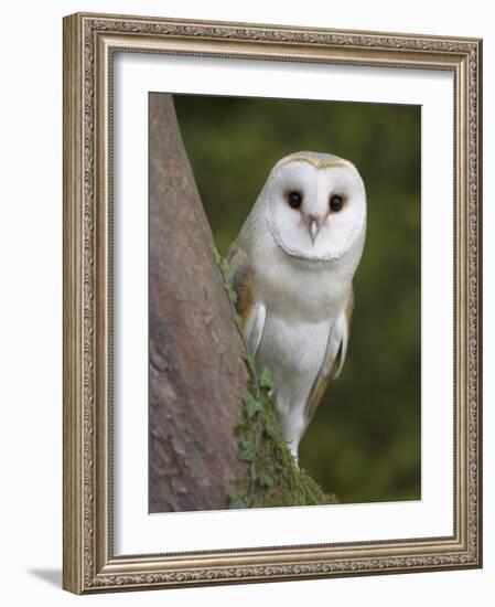 Female Barn Owl, Tyto Alba, World Owl Trust, Muncaster Castle, Ravenglass, Cumbria, UK, Captive-Ann & Steve Toon-Framed Photographic Print