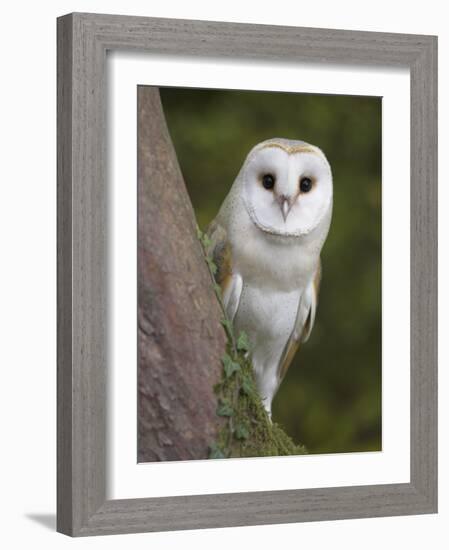 Female Barn Owl, Tyto Alba, World Owl Trust, Muncaster Castle, Ravenglass, Cumbria, UK, Captive-Ann & Steve Toon-Framed Photographic Print