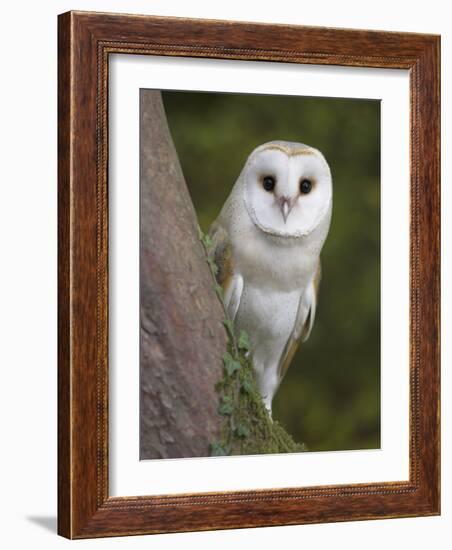 Female Barn Owl, Tyto Alba, World Owl Trust, Muncaster Castle, Ravenglass, Cumbria, UK, Captive-Ann & Steve Toon-Framed Photographic Print