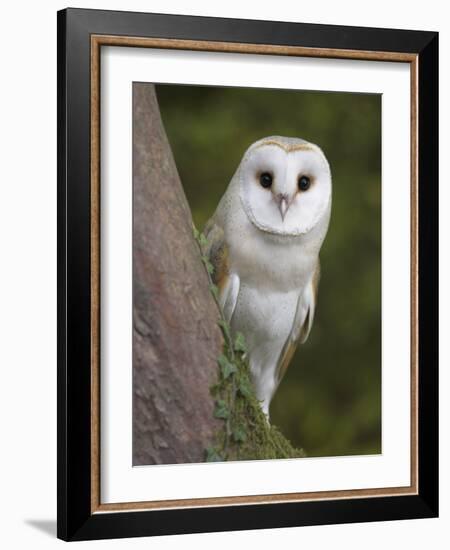 Female Barn Owl, Tyto Alba, World Owl Trust, Muncaster Castle, Ravenglass, Cumbria, UK, Captive-Ann & Steve Toon-Framed Photographic Print