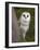 Female Barn Owl, Tyto Alba, World Owl Trust, Muncaster Castle, Ravenglass, Cumbria, UK, Captive-Ann & Steve Toon-Framed Photographic Print