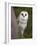 Female Barn Owl, Tyto Alba, World Owl Trust, Muncaster Castle, Ravenglass, Cumbria, UK, Captive-Ann & Steve Toon-Framed Photographic Print
