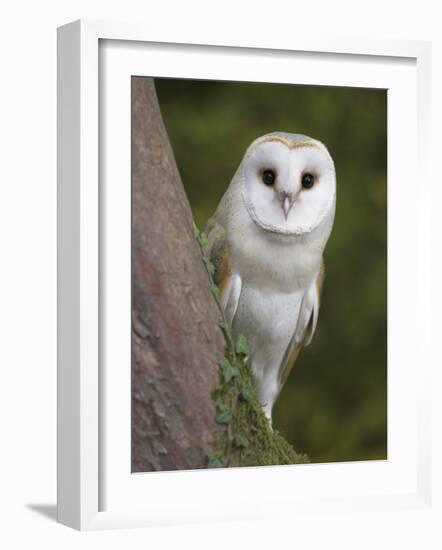 Female Barn Owl, Tyto Alba, World Owl Trust, Muncaster Castle, Ravenglass, Cumbria, UK, Captive-Ann & Steve Toon-Framed Photographic Print