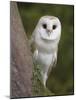 Female Barn Owl, Tyto Alba, World Owl Trust, Muncaster Castle, Ravenglass, Cumbria, UK, Captive-Ann & Steve Toon-Mounted Photographic Print