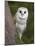 Female Barn Owl, Tyto Alba, World Owl Trust, Muncaster Castle, Ravenglass, Cumbria, UK, Captive-Ann & Steve Toon-Mounted Photographic Print