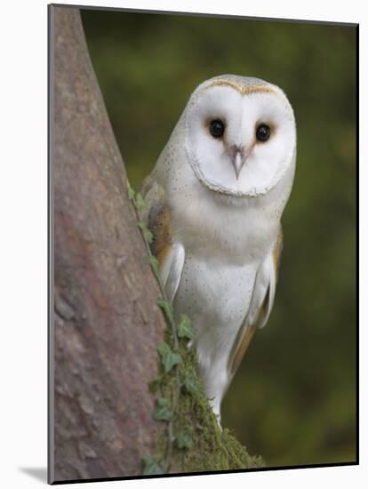 Female Barn Owl, Tyto Alba, World Owl Trust, Muncaster Castle, Ravenglass, Cumbria, UK, Captive-Ann & Steve Toon-Mounted Photographic Print
