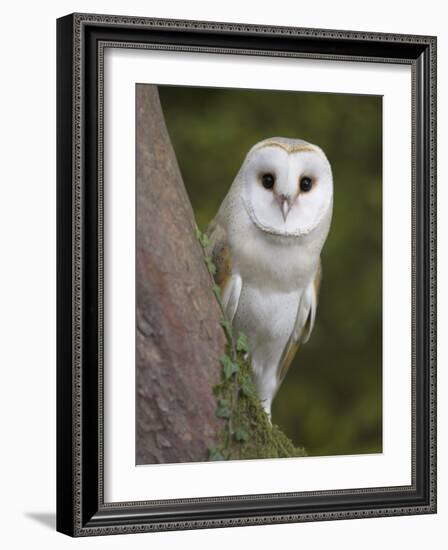 Female Barn Owl, Tyto Alba, World Owl Trust, Muncaster Castle, Ravenglass, Cumbria, UK, Captive-Ann & Steve Toon-Framed Photographic Print