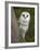 Female Barn Owl, Tyto Alba, World Owl Trust, Muncaster Castle, Ravenglass, Cumbria, UK, Captive-Ann & Steve Toon-Framed Photographic Print