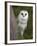 Female Barn Owl, Tyto Alba, World Owl Trust, Muncaster Castle, Ravenglass, Cumbria, UK, Captive-Ann & Steve Toon-Framed Photographic Print