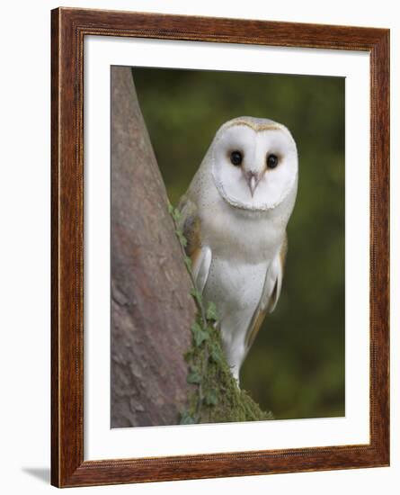 Female Barn Owl, Tyto Alba, World Owl Trust, Muncaster Castle, Ravenglass, Cumbria, UK, Captive-Ann & Steve Toon-Framed Photographic Print