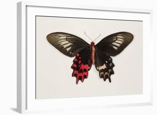 Female Batwing Butterfly, Top and Bottom Wing Comparison-Darrell Gulin-Framed Photographic Print