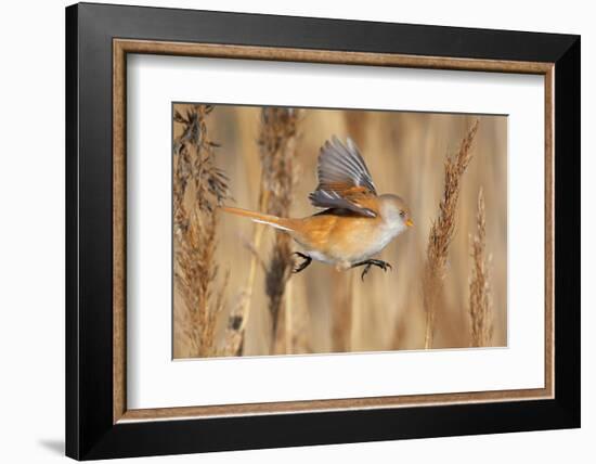 Female Bearded tit / reedling flying between reeds, Finland-Markus Varesvuo-Framed Photographic Print