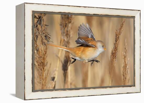 Female Bearded tit / reedling flying between reeds, Finland-Markus Varesvuo-Framed Premier Image Canvas