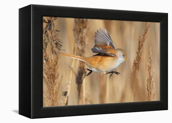 Female Bearded tit / reedling flying between reeds, Finland-Markus Varesvuo-Framed Premier Image Canvas