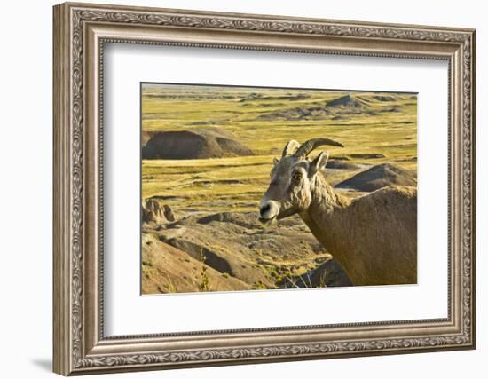 Female Bighorn Sheep, Badlands National Park, South Dakota, Usa-Michel Hersen-Framed Photographic Print