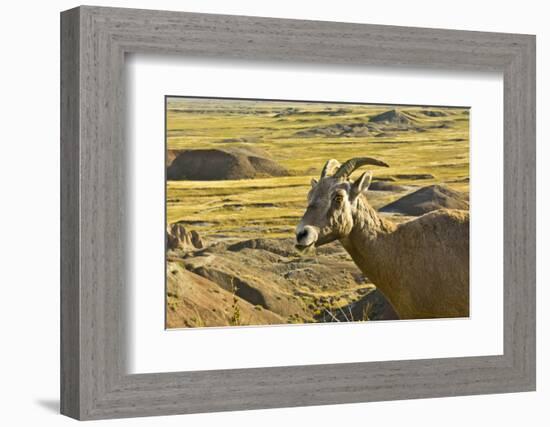 Female Bighorn Sheep, Badlands National Park, South Dakota, Usa-Michel Hersen-Framed Photographic Print