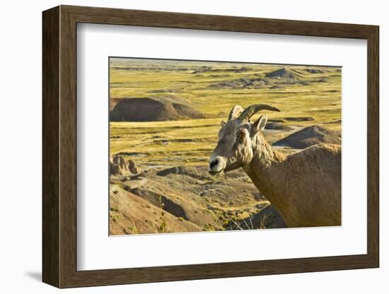 Female Bighorn Sheep, Badlands National Park, South Dakota, Usa-Michel Hersen-Framed Photographic Print