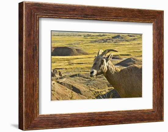 Female Bighorn Sheep, Badlands National Park, South Dakota, Usa-Michel Hersen-Framed Photographic Print