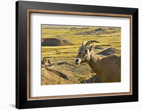 Female Bighorn Sheep, Badlands National Park, South Dakota, Usa-Michel Hersen-Framed Photographic Print