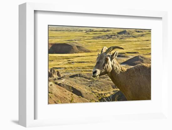 Female Bighorn Sheep, Badlands National Park, South Dakota, Usa-Michel Hersen-Framed Photographic Print