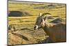 Female Bighorn Sheep, Badlands National Park, South Dakota, Usa-Michel Hersen-Mounted Photographic Print