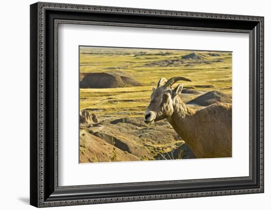 Female Bighorn Sheep, Badlands National Park, South Dakota, Usa-Michel Hersen-Framed Photographic Print