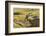 Female Bighorn Sheep, Badlands National Park, South Dakota, Usa-Michel Hersen-Framed Photographic Print