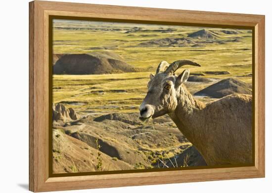 Female Bighorn Sheep, Badlands National Park, South Dakota, Usa-Michel Hersen-Framed Premier Image Canvas