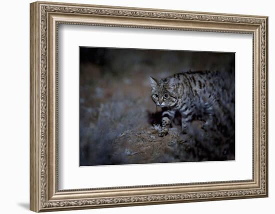 Female Black-footed cat in the desert, Karoo, South Africa-Paul Williams-Framed Photographic Print