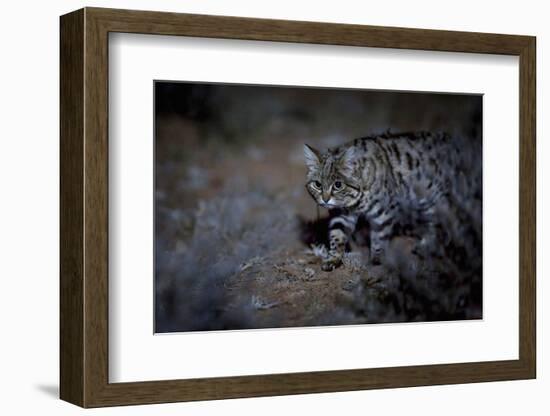 Female Black-footed cat in the desert, Karoo, South Africa-Paul Williams-Framed Photographic Print