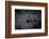 Female Black-footed cat in the desert, Karoo, South Africa-Paul Williams-Framed Photographic Print