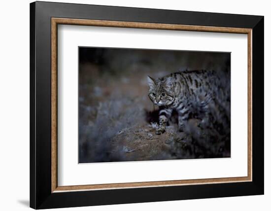 Female Black-footed cat in the desert, Karoo, South Africa-Paul Williams-Framed Photographic Print