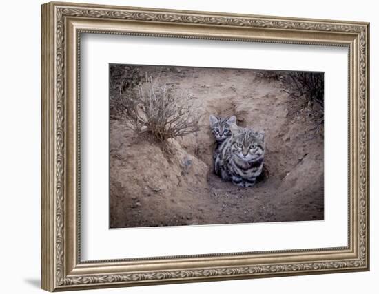 Female Black-footed cat with kitten, Karoo, South Africa-Paul Williams-Framed Photographic Print
