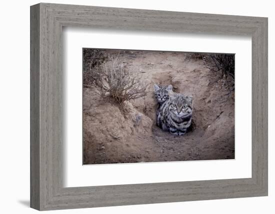 Female Black-footed cat with kitten, Karoo, South Africa-Paul Williams-Framed Photographic Print