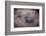 Female Black-footed cat with kitten, Karoo, South Africa-Paul Williams-Framed Photographic Print