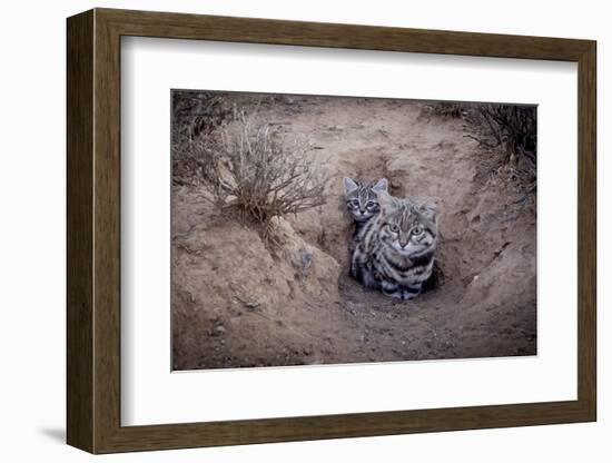 Female Black-footed cat with kitten, Karoo, South Africa-Paul Williams-Framed Photographic Print