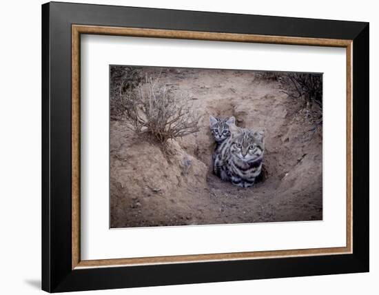 Female Black-footed cat with kitten, Karoo, South Africa-Paul Williams-Framed Photographic Print