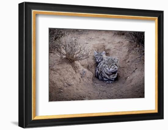 Female Black-footed cat with kitten, Karoo, South Africa-Paul Williams-Framed Photographic Print