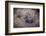 Female Black-footed cat with kitten, Karoo, South Africa-Paul Williams-Framed Photographic Print