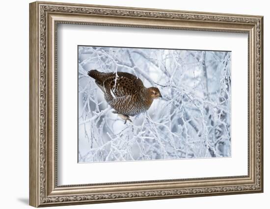 Female Black Grouse (Tetrao - Lyrurus Tetrix) Perched in Tree Covered in Snow-Markus Varesvuo-Framed Photographic Print