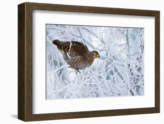 Female Black Grouse (Tetrao - Lyrurus Tetrix) Perched in Tree Covered in Snow-Markus Varesvuo-Framed Photographic Print