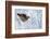 Female Black Grouse (Tetrao - Lyrurus Tetrix) Perched in Tree Covered in Snow-Markus Varesvuo-Framed Photographic Print